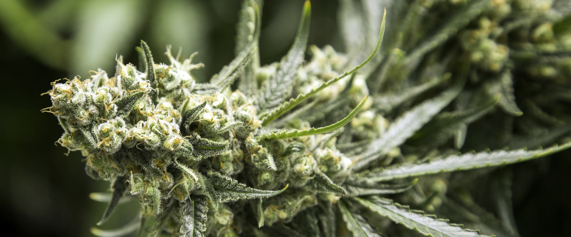 The Impact of Marijuana Legalization on Politics in Las Vegas, Nevada