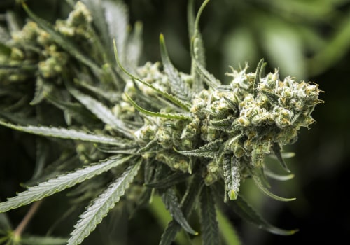 The Impact of Marijuana Legalization on Politics in Las Vegas, Nevada